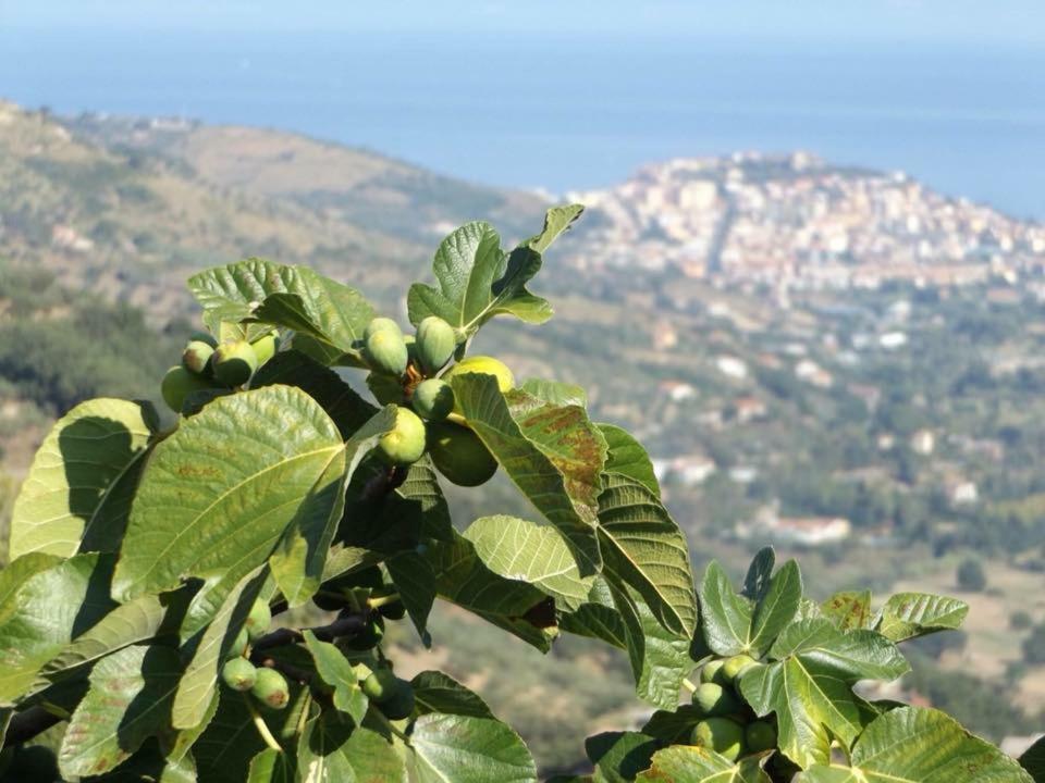 Casale San Martino Bed and Breakfast Laureana Cilento Exteriör bild